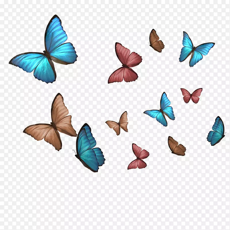 蝴蝶档案，我们自己的组织为转型的作品艺术学校-蝴蝶