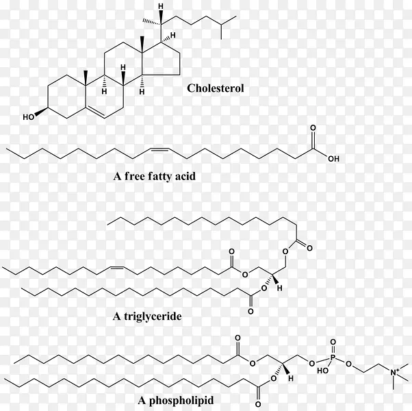 简单脂质生物学结构生物化学-四个大分子实例