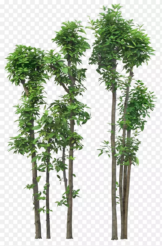 png图片灌木剪贴画树图像-le bambou