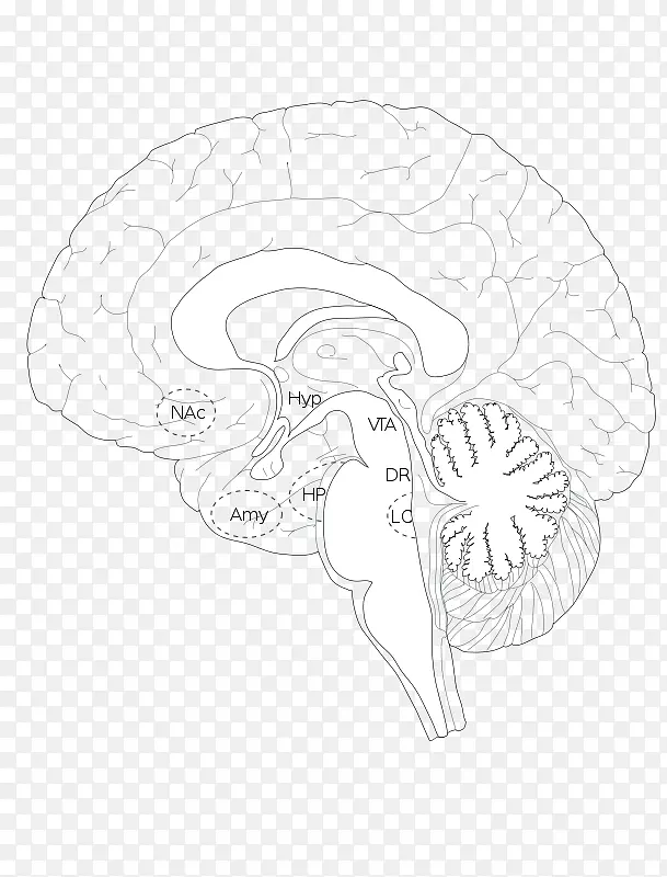 素描脑产品设计线-齐卡病毒脑