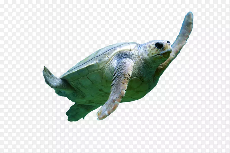 海龟保护爬行动物绿海龟