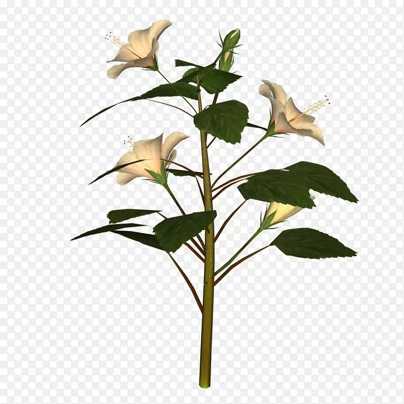 枝条植物茎，玫瑰科，叶花-芙蓉符号