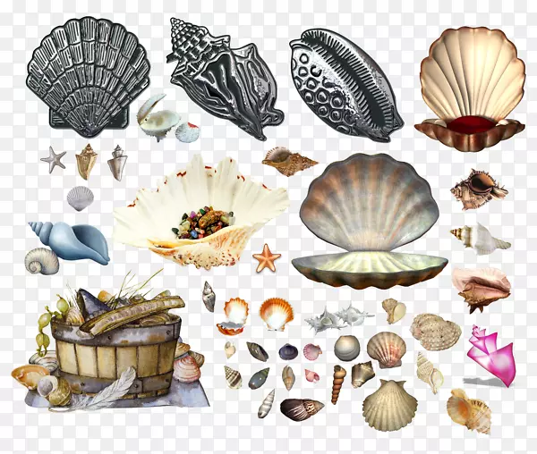 海贝壳软体动物海洋贝壳