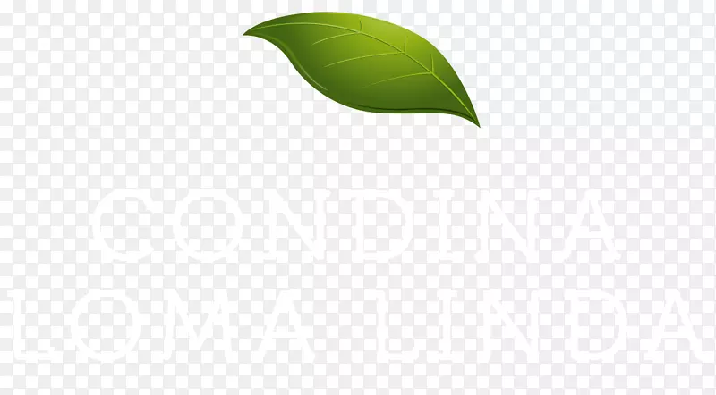 叶桌面壁纸图形产品设计电脑
