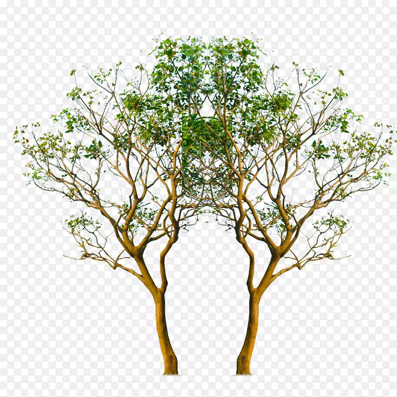 png图片图像透明树枝-img_treepng符号