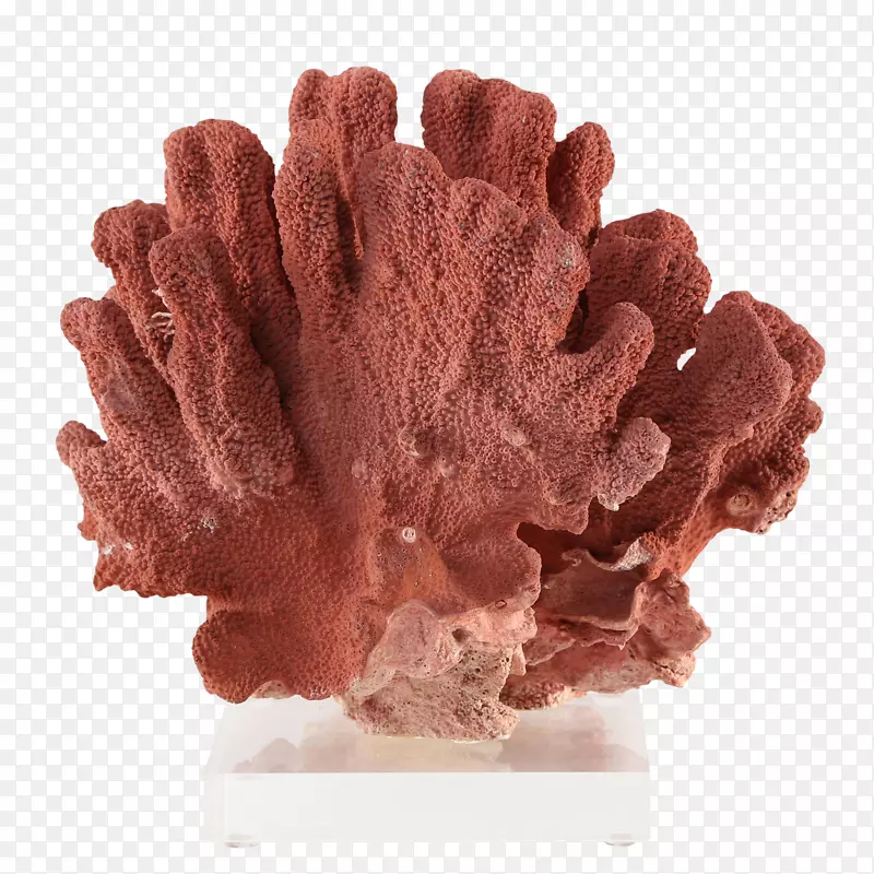 珍贵珊瑚红珊瑚无脊椎动物1stdibs.com