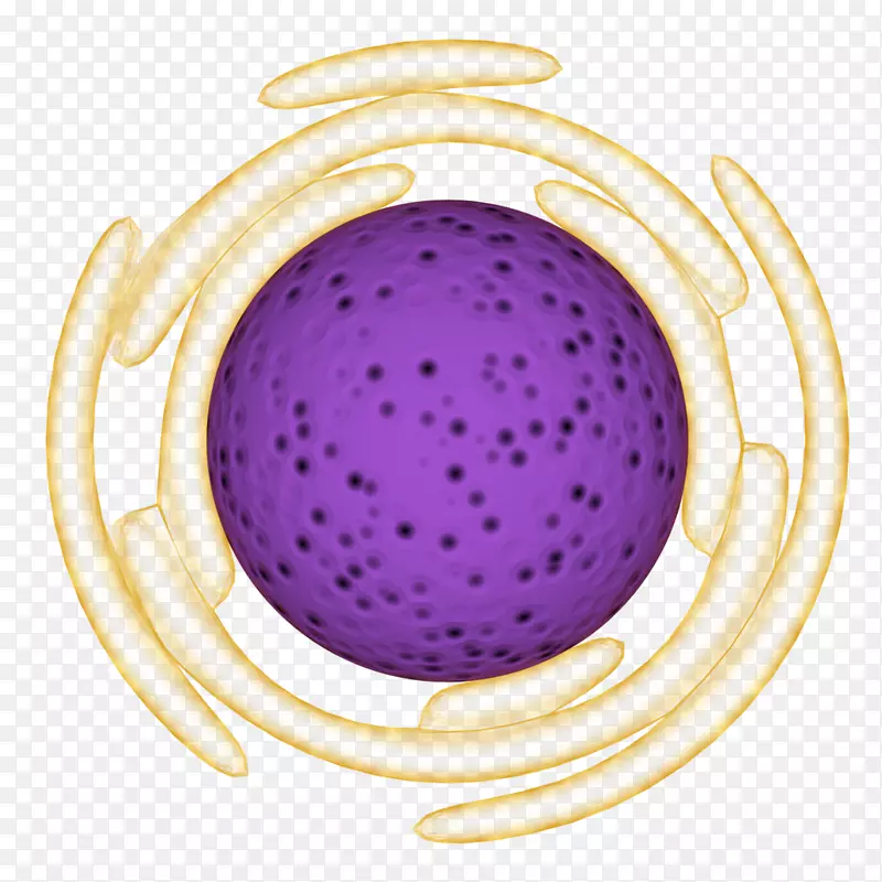 细胞核png图片图像细胞器-细胞器