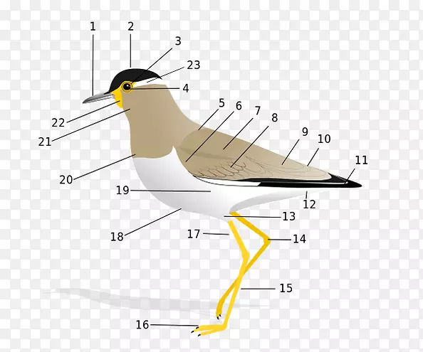 鸟类解剖脊椎动物岩石鸽子羽毛鸟