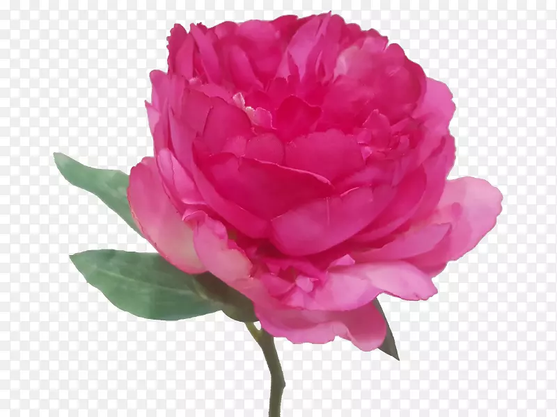 花园玫瑰剪辑艺术卷心菜莉莎大声携带网络图形.灌木下牡丹花