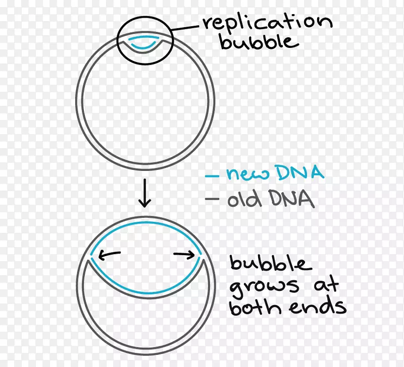 DNA复制原核细菌复制的起源