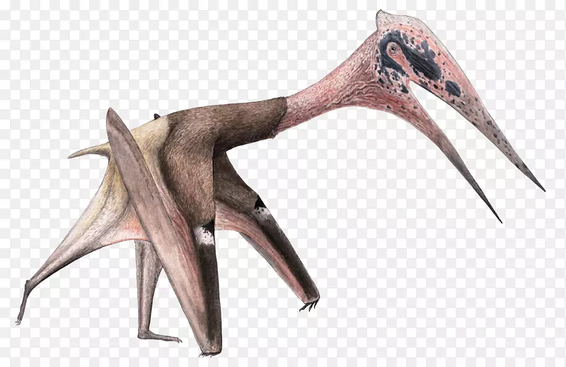 蒙古恐龙脊椎动物化石飞行爬行动物恐龙