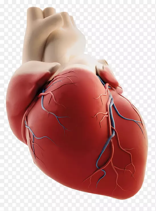 沙奥心脏中心冠状动脉病变图像-心脏