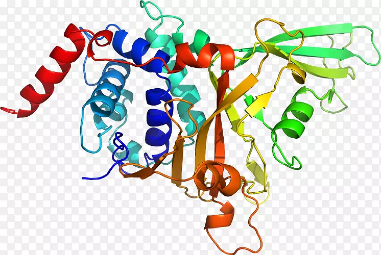 神经营养素trk受体肌球蛋白受体激酶a肌球蛋白受体激酶b神经营养因子