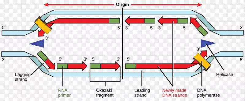 DNA复制DNA聚合酶Primase Okazaki片段