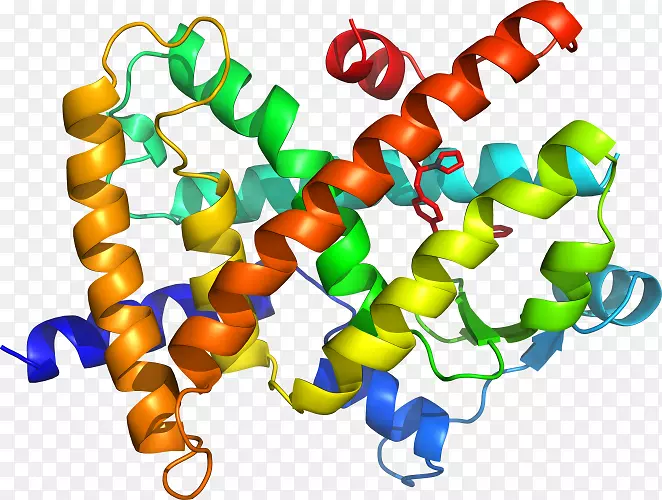人体珠宝-过氧化物酶体增殖物激活受体δ