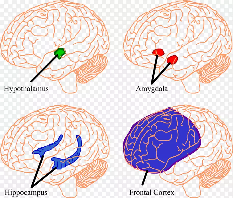 大脑海马杏仁核下丘脑前额叶皮质-大脑