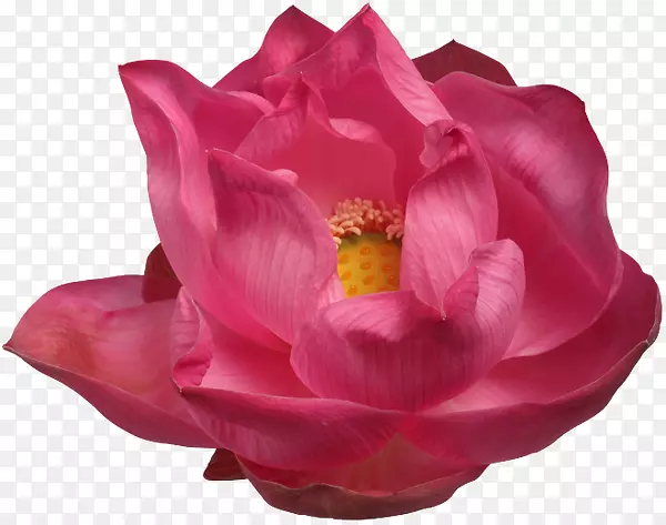 花园玫瑰png图片图像切花花卉