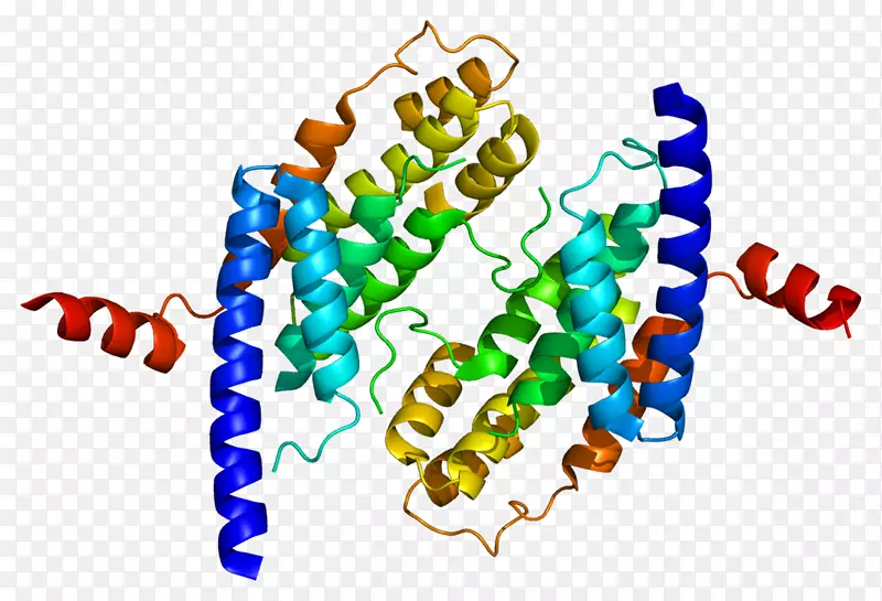 terf 2端粒结合蛋白terf 1