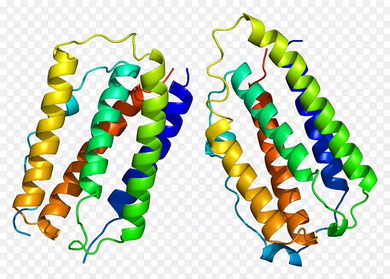 干扰素β-1a蛋白基因：NCBI基因数据库