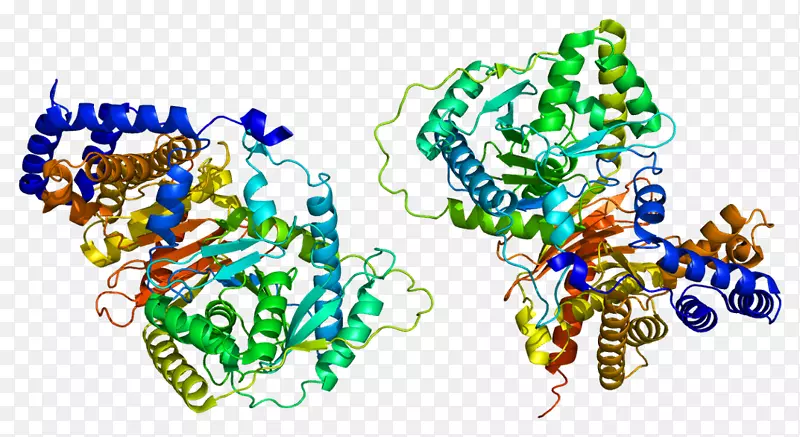 肉碱O-乙酰转移酶酰基转移酶肉碱棕榈酰转移酶I