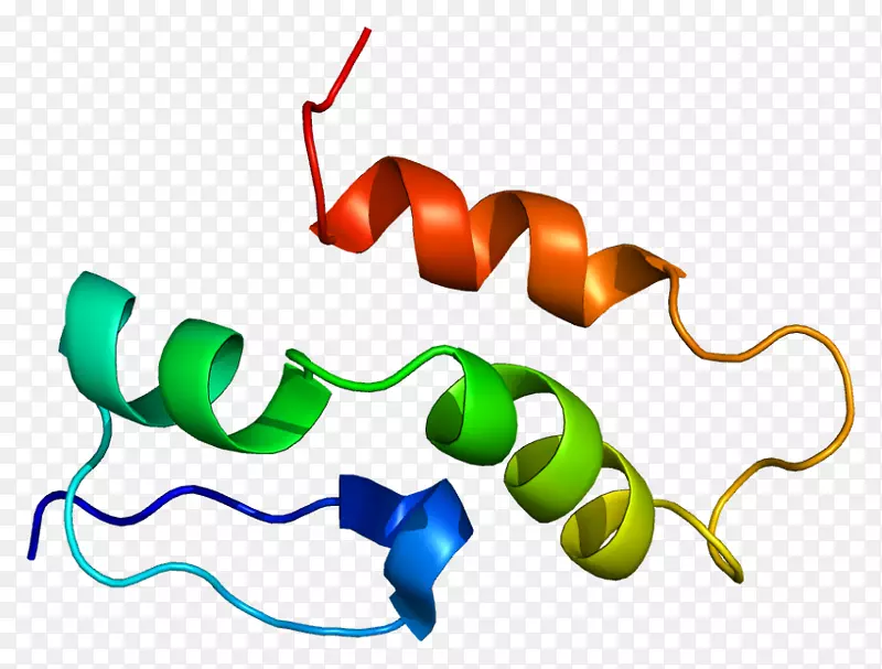 核小核蛋白多肽c snRNP小核RNA