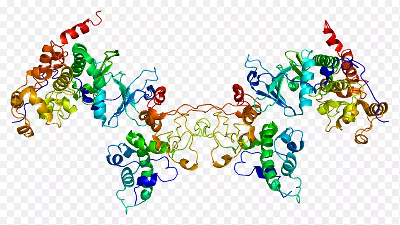 酪蛋白激酶2，α1 csnk2b酪蛋白激酶1蛋白激酶