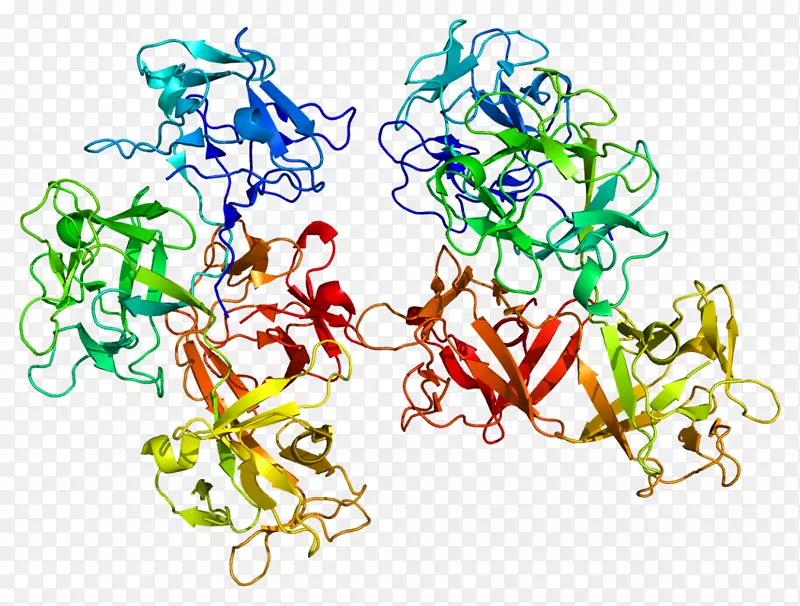 fscn 1蛋白基因人