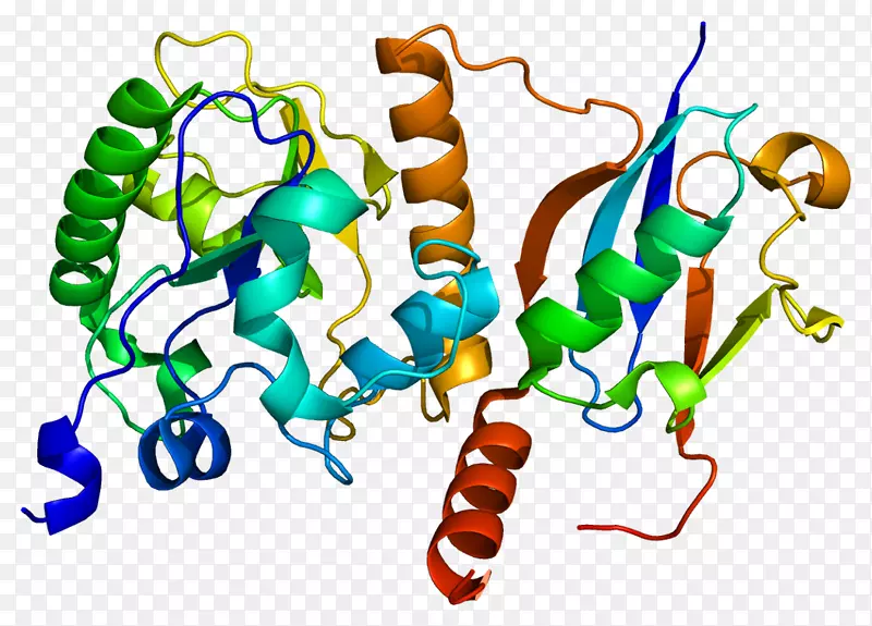 胸腺嘧啶-DNA糖化酶蛋白