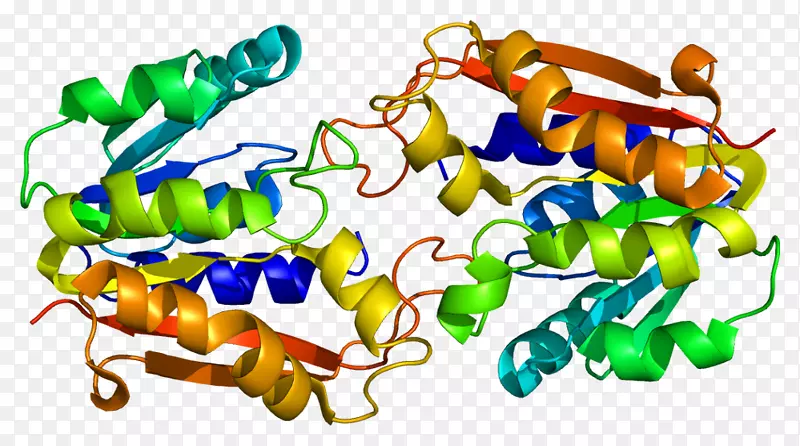 胍基乙酸正甲基转移酶糖蛋白儿茶酚-o-甲基转移酶-氨基甲基转移酶