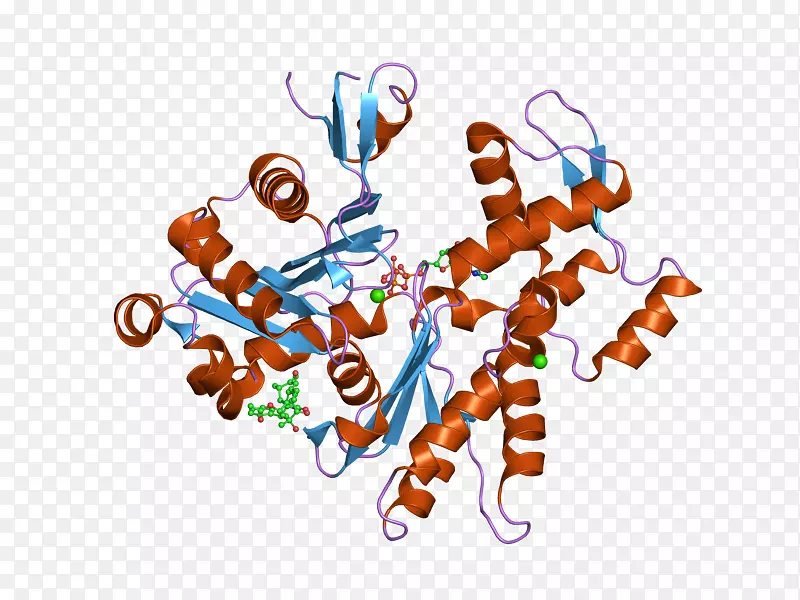 肌动蛋白，α1 Acg1 Acg2 acta 2-EKU
