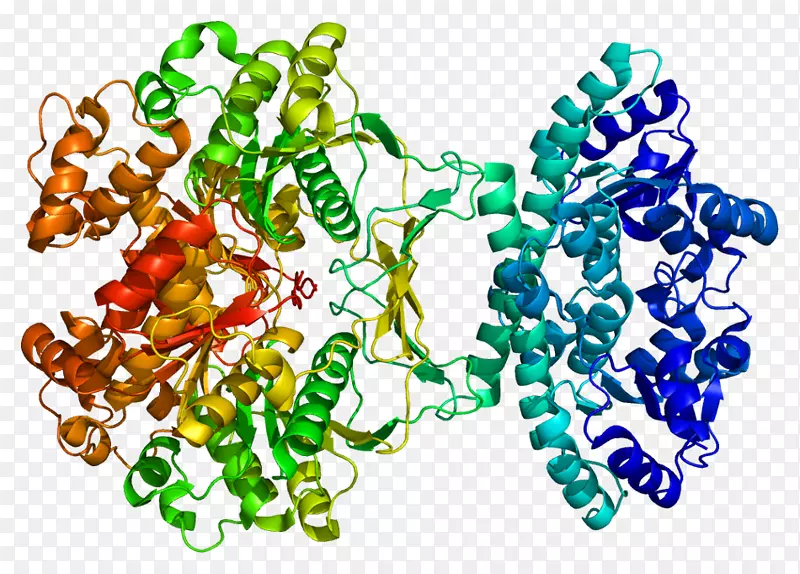 肌苷单磷酸合成酶嘌呤代谢蛋白
