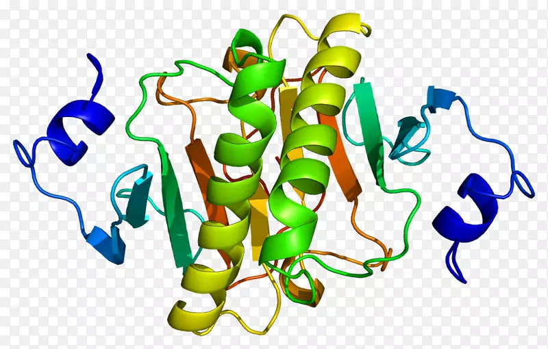 hint 1基因组氨酸三核苷酸结合蛋白1 hint 2