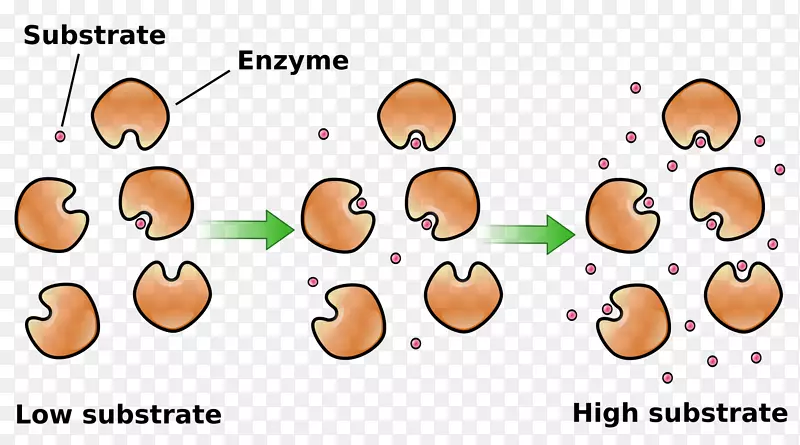 酶底物浓度酶动力学