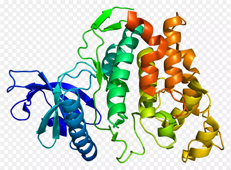 CLK 1蛋白激酶人类基因