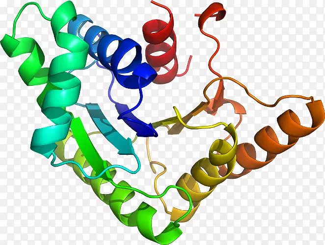 药物发现蛋白酪氨酸磷酸酶雌激素受体同源性模型-葡萄糖6磷酸脱氢酶缺乏