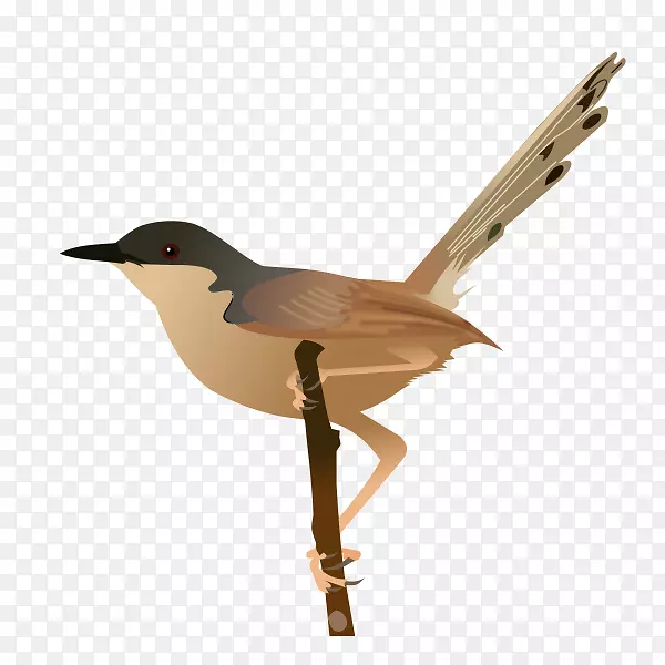鸟灰鸟喙常见的可伸缩图形.鸟