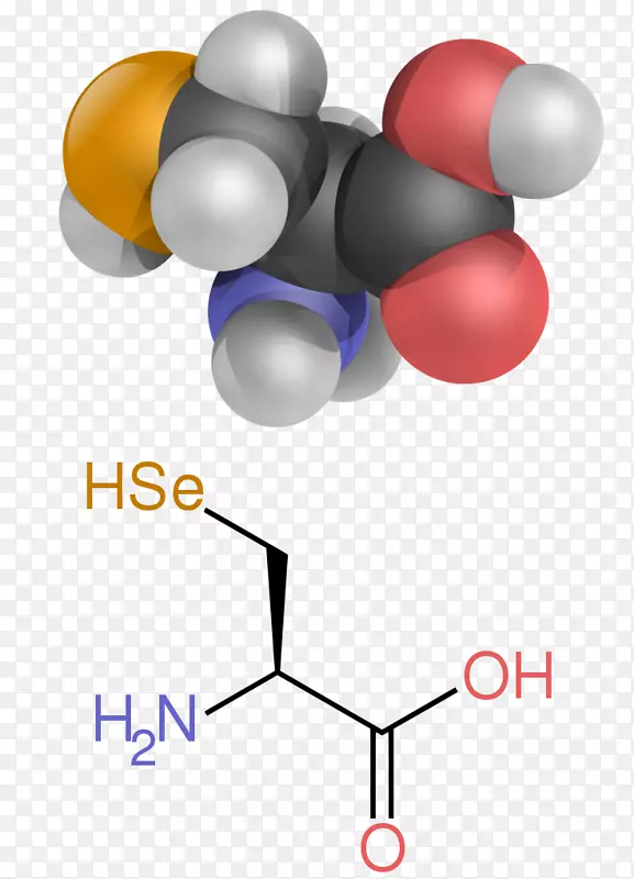 氨基酸胺羧酸官能团