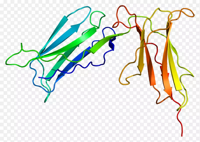 Kir2dl1杀伤细胞免疫球蛋白样受体kir2ds4自然杀伤细胞免疫球蛋白结构域