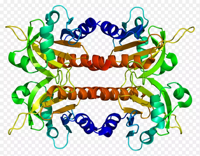 pfn 2-丙氨酸-血管扩张剂-刺激的磷蛋白fmnl 1