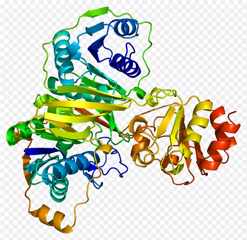 etfb电子转移型黄蛋白Etfa戊二酸血症2型电子转移黄蛋白脱氢酶Flavin腺嘌呤二核苷酸