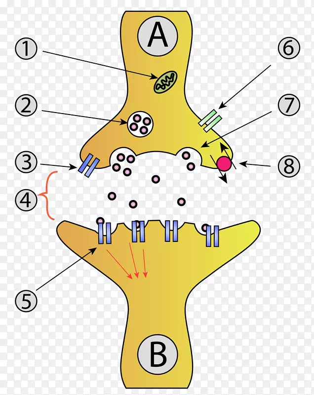 突触神经元突触囊泡解剖神经系统