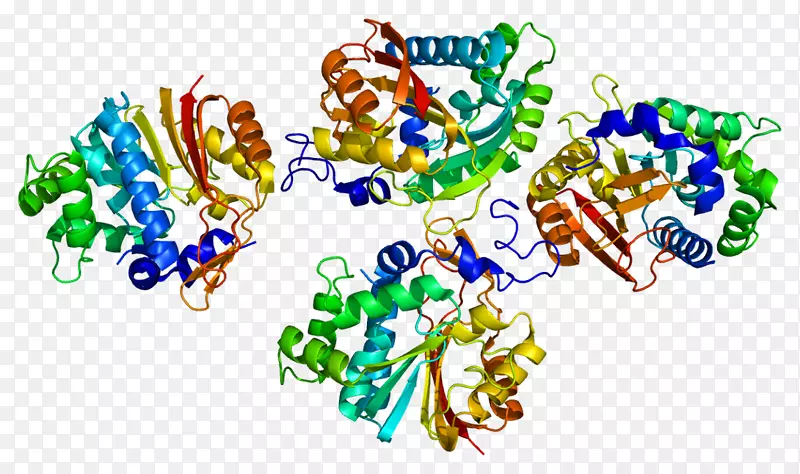 烟酰胺N-甲基转移酶s-腺苷甲硫氨酸酶蛋白