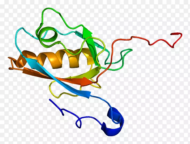 US-H1C引航1c蛋白基因PDZ结构域