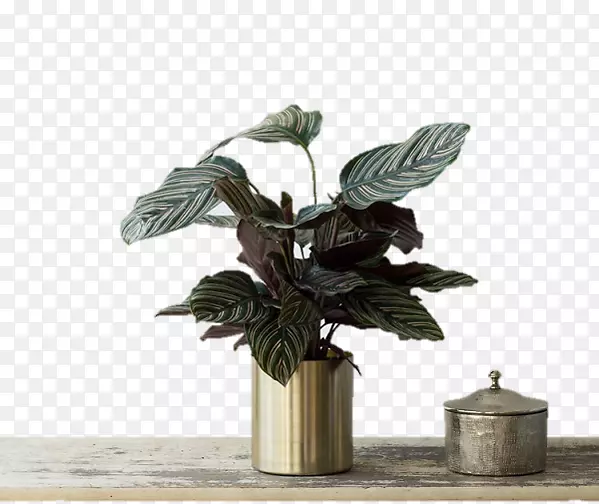 葫芦科植物花盆电子邮件