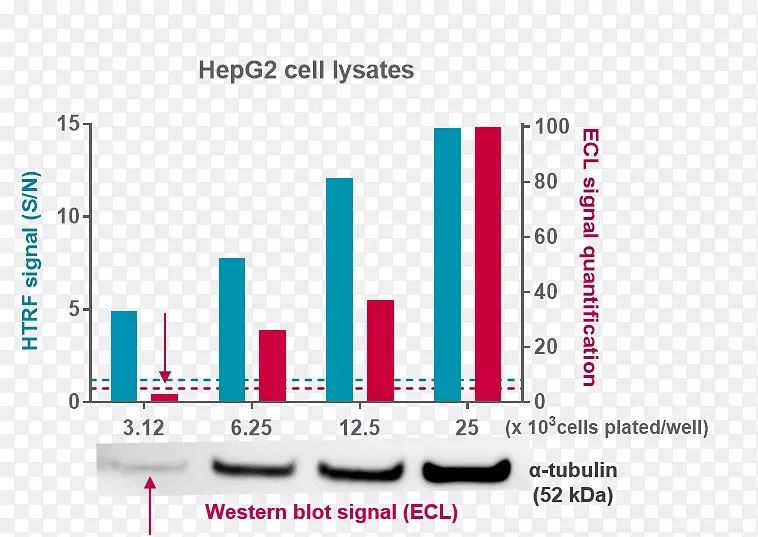 Westernblot细胞蛋白微管蛋白-α细胞