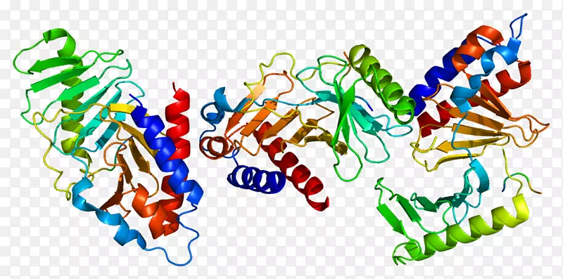 PLK 1类马球激酶蛋白氨基酸结构