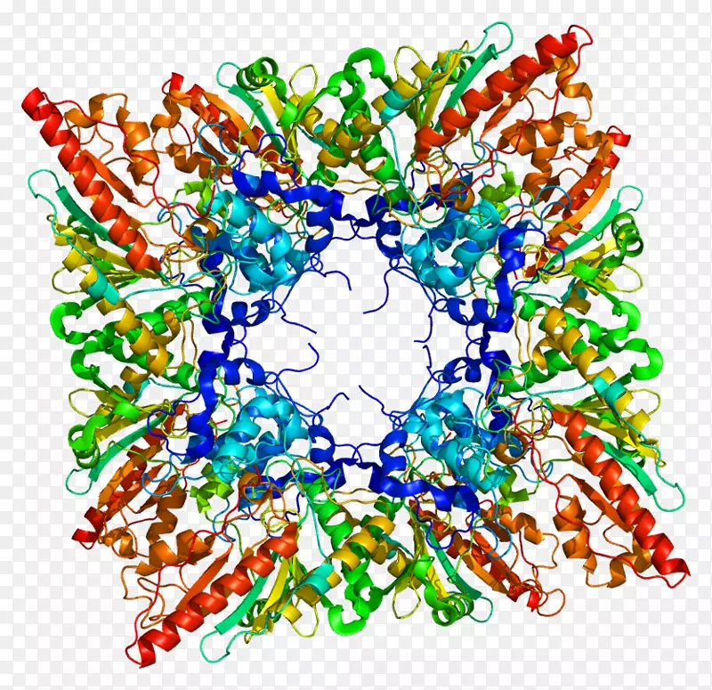Cckmt1b肌酸激酶蛋白线粒体