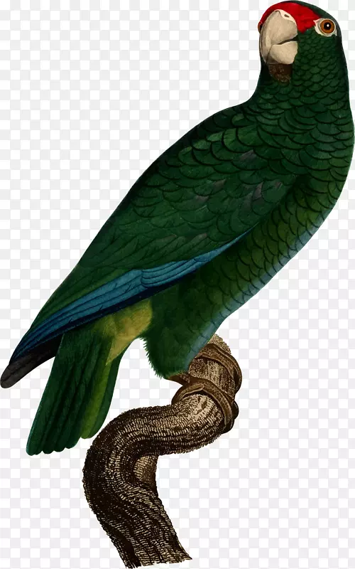 鹦鹉，波多黎各，亚马逊，超级鹦鹉-鹦鹉