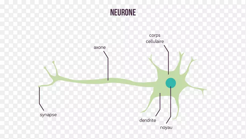 神经元突触信息神经轴突树突