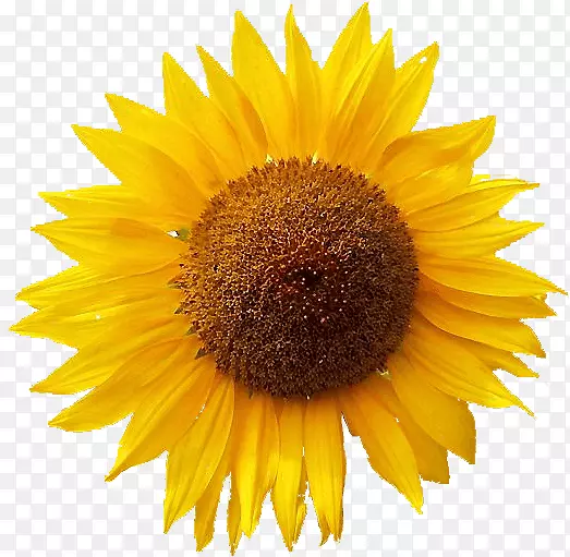 Zanuso ArstaPNG图片素材下载_图片编号6453479PNG素材网